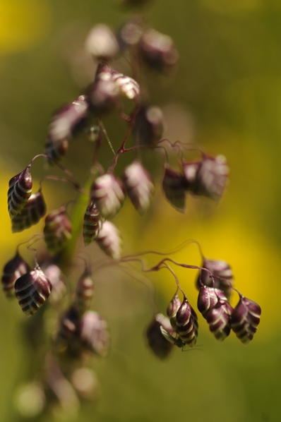 Darrgräs, Briza media