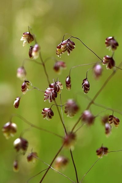 Darrgräs, Briza media