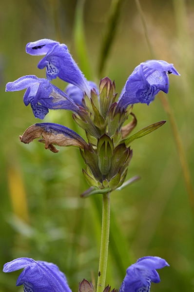 Drakblomma, Dracocephalum ruyschiana