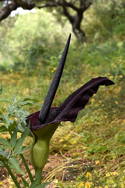 Drakkalla, Dracunculus vulgare, Arum dracunculus
