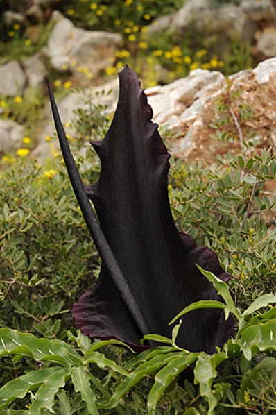 Drakkalla, Dracunculus vulgaris