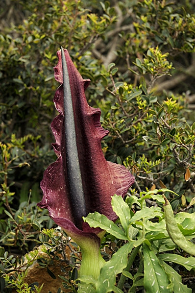 Drakkalla, Dracunculus vulgaris