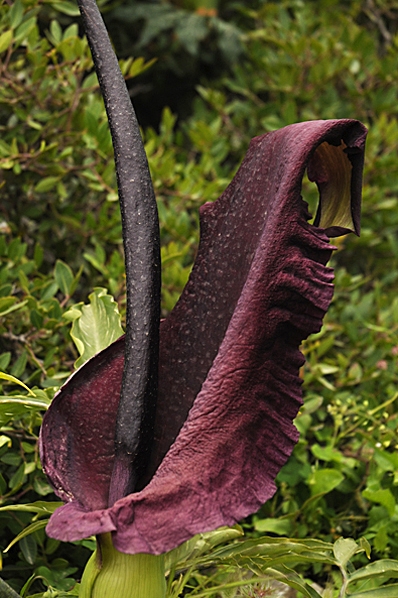 Drakkalla, Dracunculus vulgaris