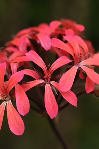 Pelargon 'Dresden pink', pelargonium