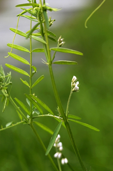 Duvvicker, Vicia hirsuta