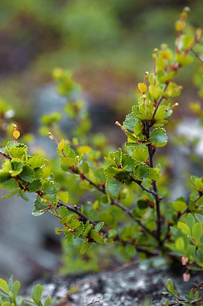 Dvärgbjörk, Betula nana