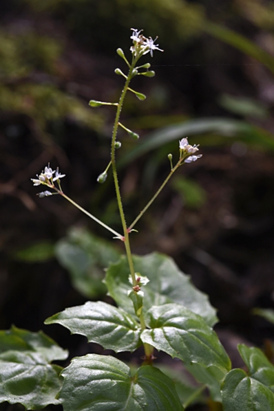 Dvärghäxört, Circaea alpina, häxört, häxörter