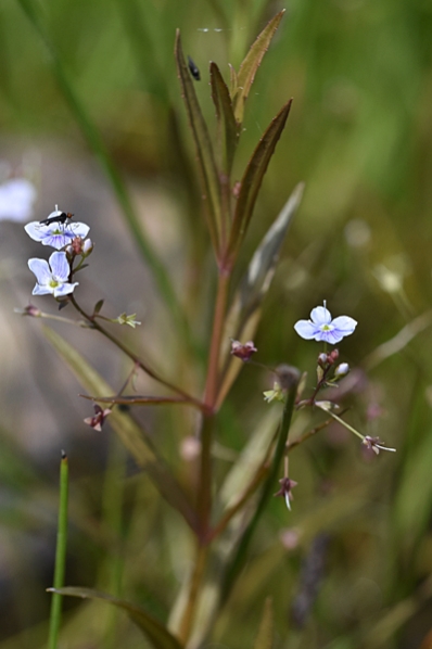 Dyveronika, Veronica scutellata