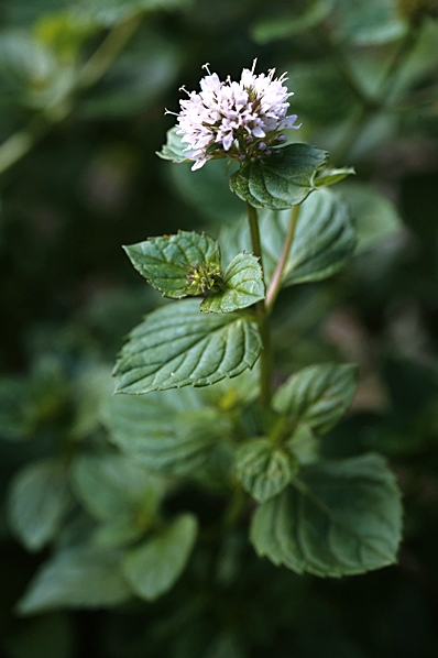 Eau de Colognemynta, Mentha piperita