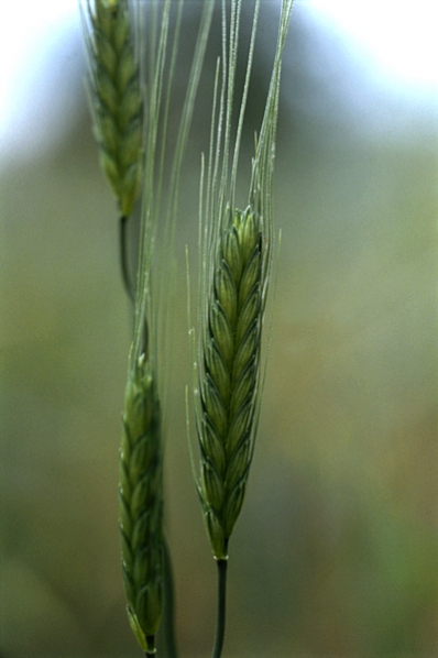 Enkornsvete, Triticum monococcum, Einkorn
