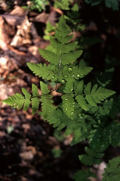 Ekbräken, Gymnocarpium dryopteris