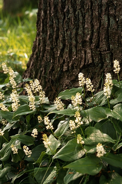 Ekorrbär, Maianthemum bifolium