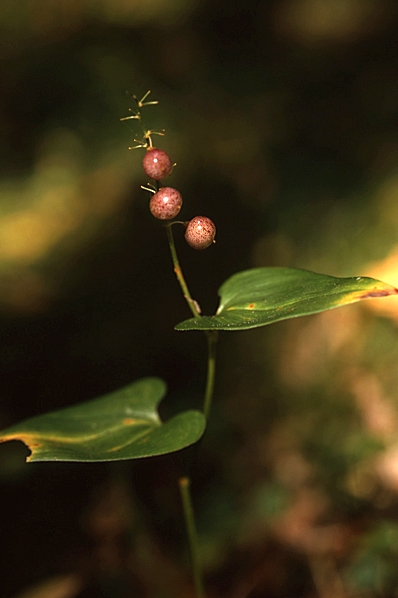 Ekorrbär, Maianthemum bifolium