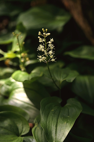 Ekorrbär, Maianthemum bifolium