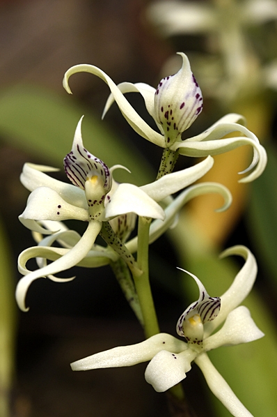 Encyclia fragrans, Encyklia