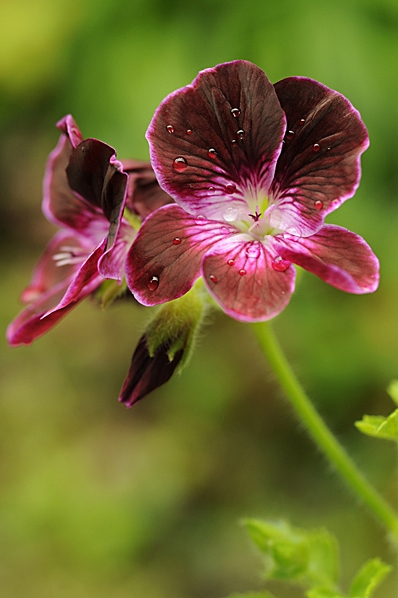 Engelsk pelargon, Pelargonium x domesticum