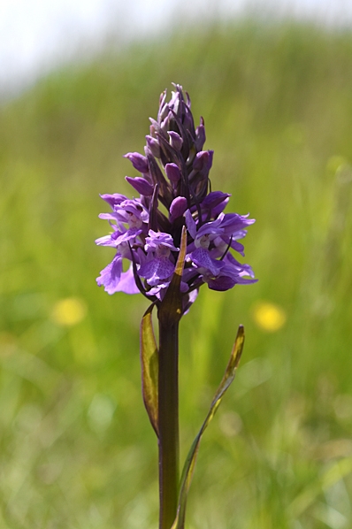 Englandsnycklar, Dactylorhiza majalis ssp. integrata