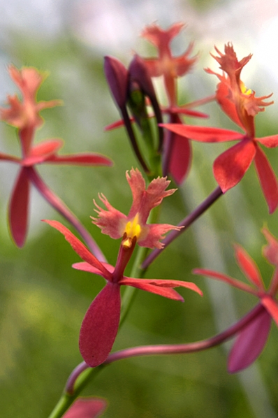 Epidendrum secundum