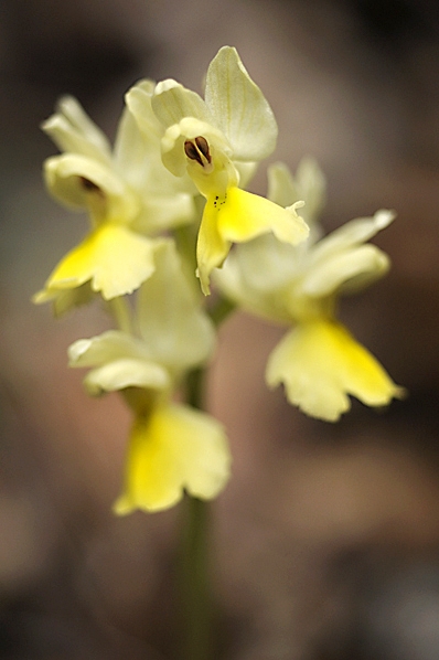 Fåblommiga nycklar, gullvivenycklar, Orchis pauciflora
