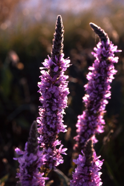 Fackelblomster, Lythrum salicaria