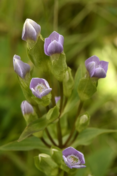 Fältgentiana, Gentianella campestris ssp. campestris