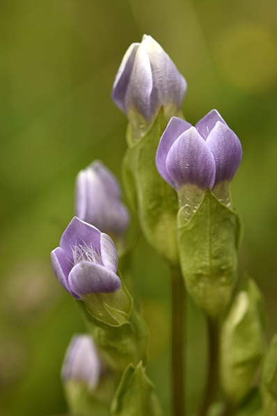 Fältgentiana, Gentianella campestris ssp. campestris