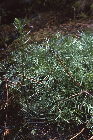 Fältmalört, Artemisia campestris