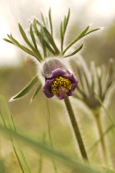 Fältsippa, Pulsatilla pratensis