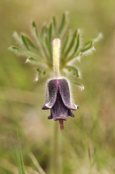 Fältsippa, Pulsatilla pratensis