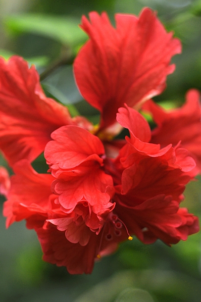 Fjäderhibiskus, Hibiscus schizopetalus