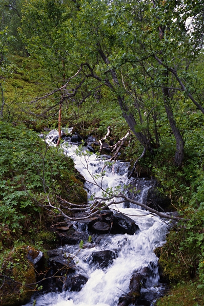 fjällbäck, Abisko