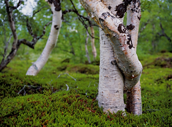 Fjällbjörk, Betula pubescens ssp. tortuosa, ssp. czerepanovii