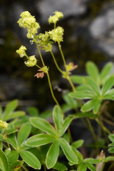 Fjällkåpa, Alchemilla alpina