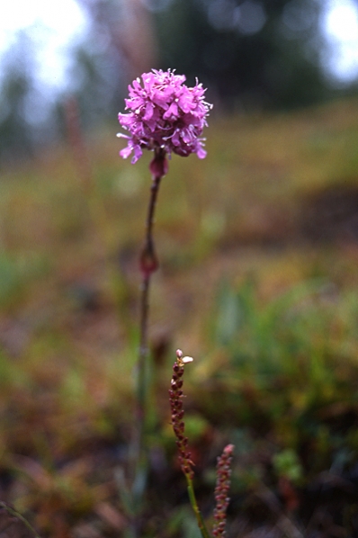 Fjällnejlika, Viscaria alpina, Lychnis alpina, Silene suecica