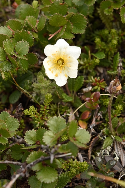 Fjällsippa, Dryas octopetala