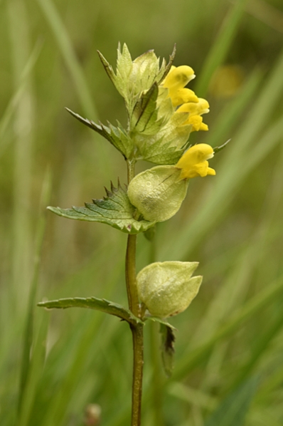 Fjällskallra, Rhinanthus minor ssp. groenlandicus