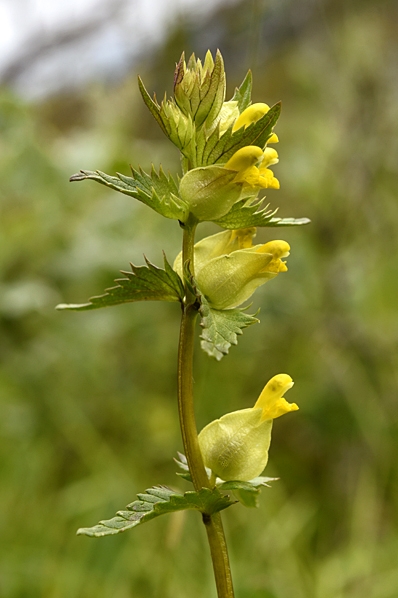 Fjällskallra, Rhinanthus minor ssp. groenlandicus