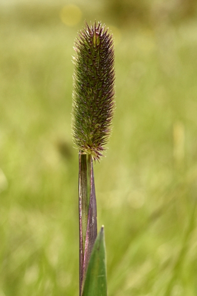 Fjälltimotej, Phleum alpinum
