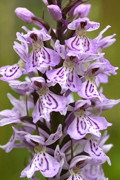 Fläcknycklar, Dactylorhiza maculata
