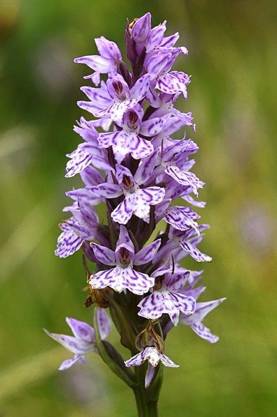Fläcknycklar, Dactylorhiza maculata