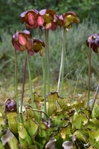 Flugtrumpet, Sarracenia purpurea