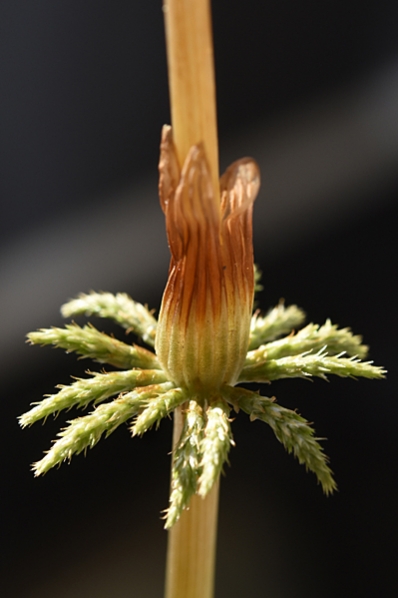 Fräken, Equisetum sp.