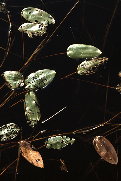 Gäddnate, Potamogeton natans