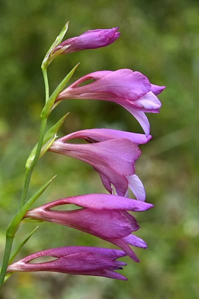 Tidig sabellilja, Gladiolus italicus