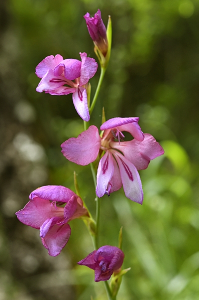Tidig sabellilja, Gladiolus italicus