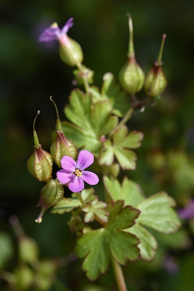 Glansnäva, Geranium lucidum