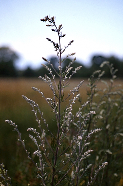 Gråbo, Artemisia vulgaris