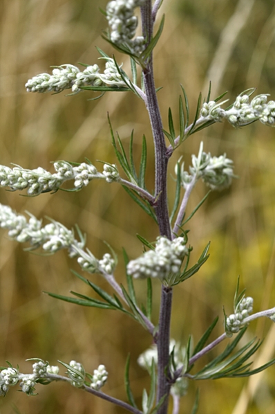 Gråbo, Artemisia vulgaris