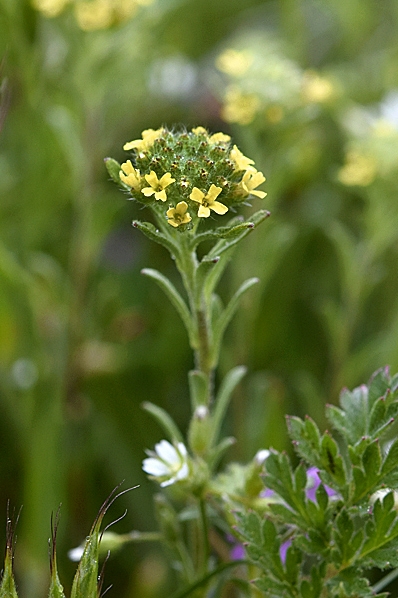 Grådådra, Alyssum alyssoides