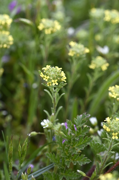 Grådådra, Alyssum alyssoides